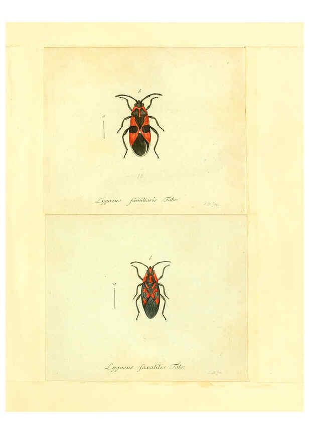 Reproducción/Reproduction 6055745587: Faunae insectorum Germanicae initia Nuremberg :Felsecker,1792-1823 