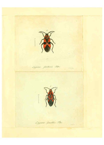 Reproducción/Reproduction 6055745587: Faunae insectorum Germanicae initia Nuremberg :Felsecker,1792-1823 