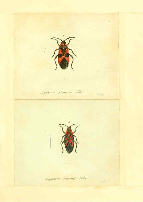 Reproducción/Reproduction 6055745587: Faunae insectorum Germanicae initia Nuremberg :Felsecker,1792-1823 