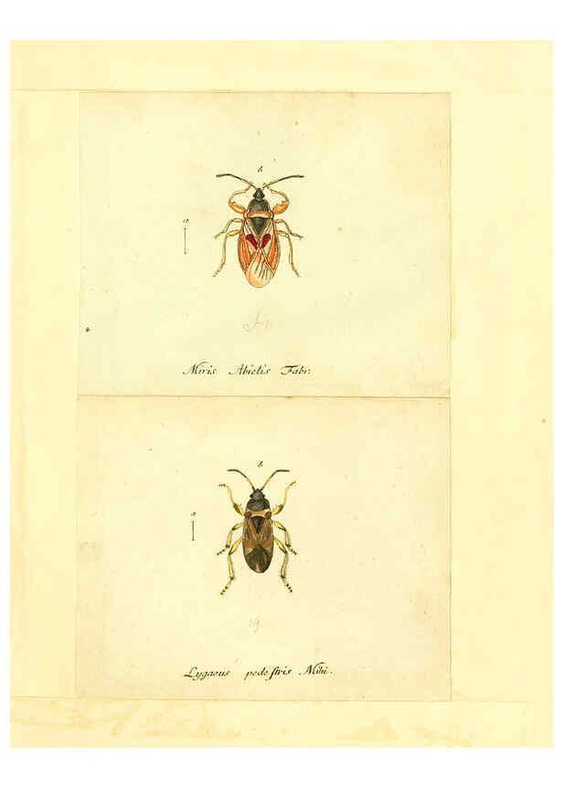 Reproducción/Reproduction 6055745903: Faunae insectorum Germanicae initia Nuremberg :Felsecker,1792-1823 