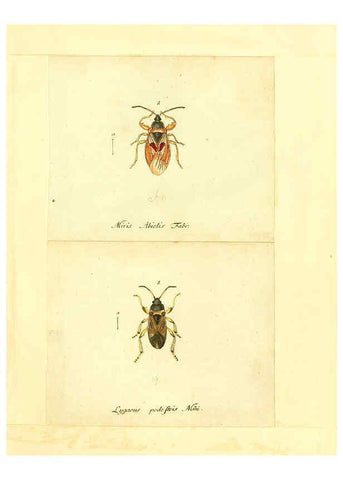 Reproducción/Reproduction 6055745903: Faunae insectorum Germanicae initia Nuremberg :Felsecker,1792-1823 