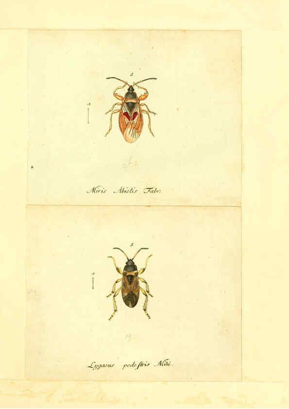 Reproducción/Reproduction 6055745903: Faunae insectorum Germanicae initia Nuremberg :Felsecker,1792-1823 