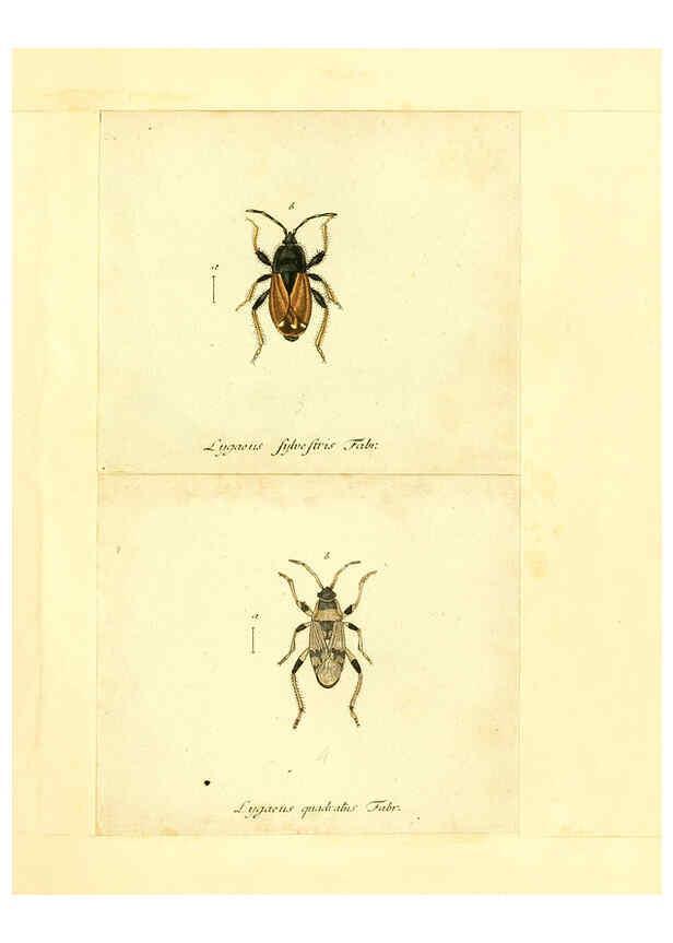 Reproducción/Reproduction 6055746259: Faunae insectorum Germanicae initia Nuremberg :Felsecker,1792-1823 