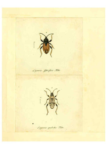 Reproducción/Reproduction 6055746259: Faunae insectorum Germanicae initia Nuremberg :Felsecker,1792-1823 