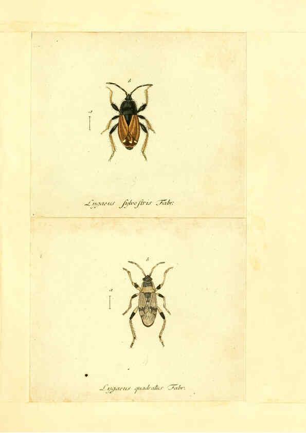 Reproducción/Reproduction 6055746259: Faunae insectorum Germanicae initia Nuremberg :Felsecker,1792-1823 