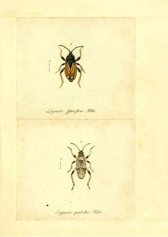 Reproducción/Reproduction 6055746259: Faunae insectorum Germanicae initia Nuremberg :Felsecker,1792-1823 