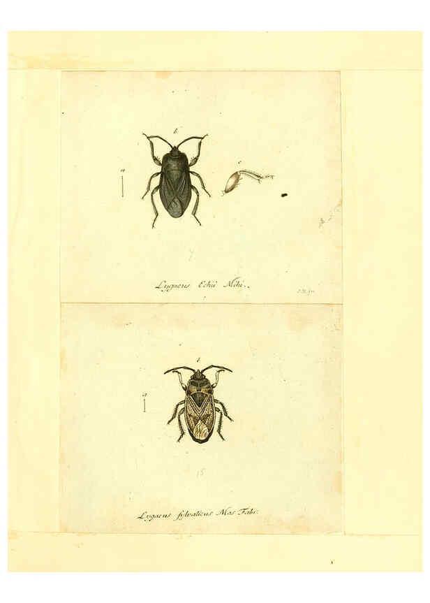 Reproducción/Reproduction 6056293000: Faunae insectorum Germanicae initia Nuremberg :Felsecker,1792-1823 