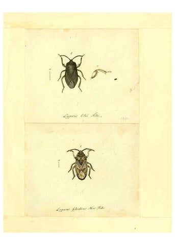 Reproducción/Reproduction 6056293000: Faunae insectorum Germanicae initia Nuremberg :Felsecker,1792-1823 