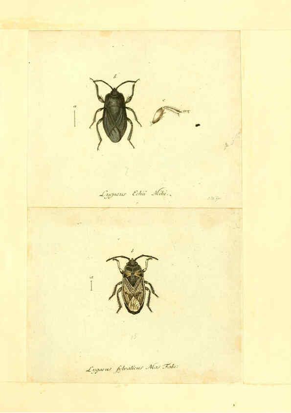 Reproducción/Reproduction 6056293000: Faunae insectorum Germanicae initia Nuremberg :Felsecker,1792-1823 