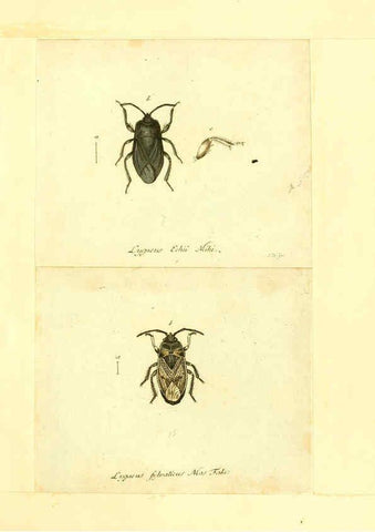 Reproducción/Reproduction 6056293000: Faunae insectorum Germanicae initia Nuremberg :Felsecker,1792-1823 