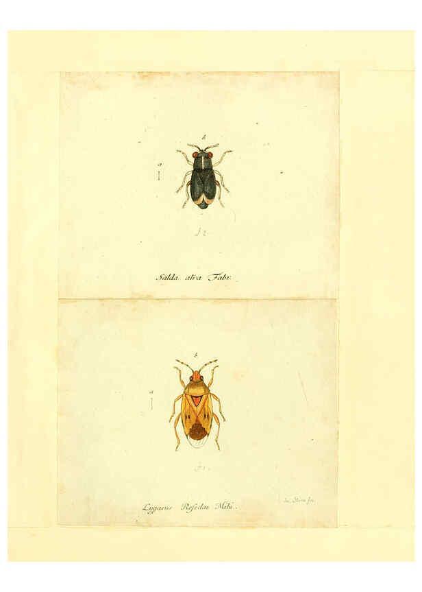Reproducción/Reproduction 6055746791: Faunae insectorum Germanicae initia Nuremberg :Felsecker,1792-1823 