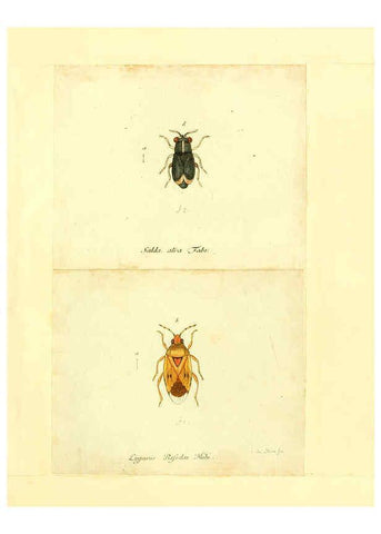 Reproducción/Reproduction 6055746791: Faunae insectorum Germanicae initia Nuremberg :Felsecker,1792-1823 
