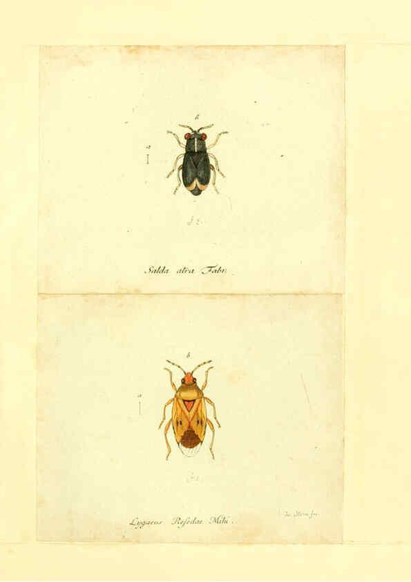 Reproducción/Reproduction 6055746791: Faunae insectorum Germanicae initia Nuremberg :Felsecker,1792-1823 