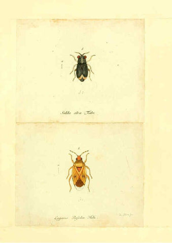 Reproducción/Reproduction 6055746791: Faunae insectorum Germanicae initia Nuremberg :Felsecker,1792-1823 