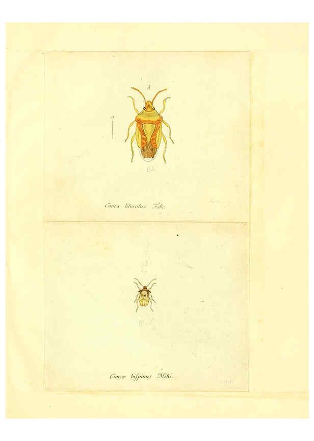 Reproducción/Reproduction 6055744381: Faunae insectorum Germanicae initia Nuremberg :Felsecker,1792-1823 