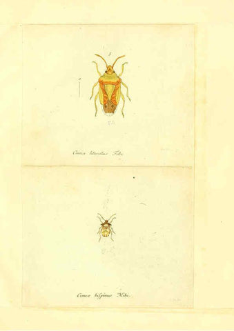 Reproducción/Reproduction 6055744381: Faunae insectorum Germanicae initia Nuremberg :Felsecker,1792-1823 