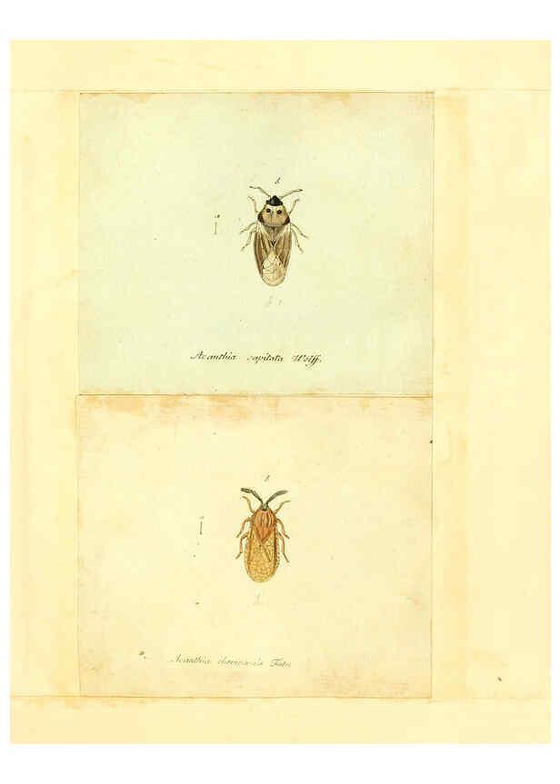 Reproducción/Reproduction 6056293436: Faunae insectorum Germanicae initia Nuremberg :Felsecker,1792-1823 