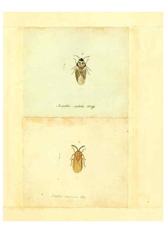 Reproducción/Reproduction 6056293436: Faunae insectorum Germanicae initia Nuremberg :Felsecker,1792-1823 