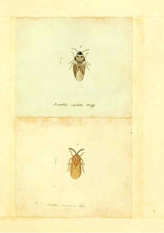 Reproducción/Reproduction 6056293436: Faunae insectorum Germanicae initia Nuremberg :Felsecker,1792-1823 