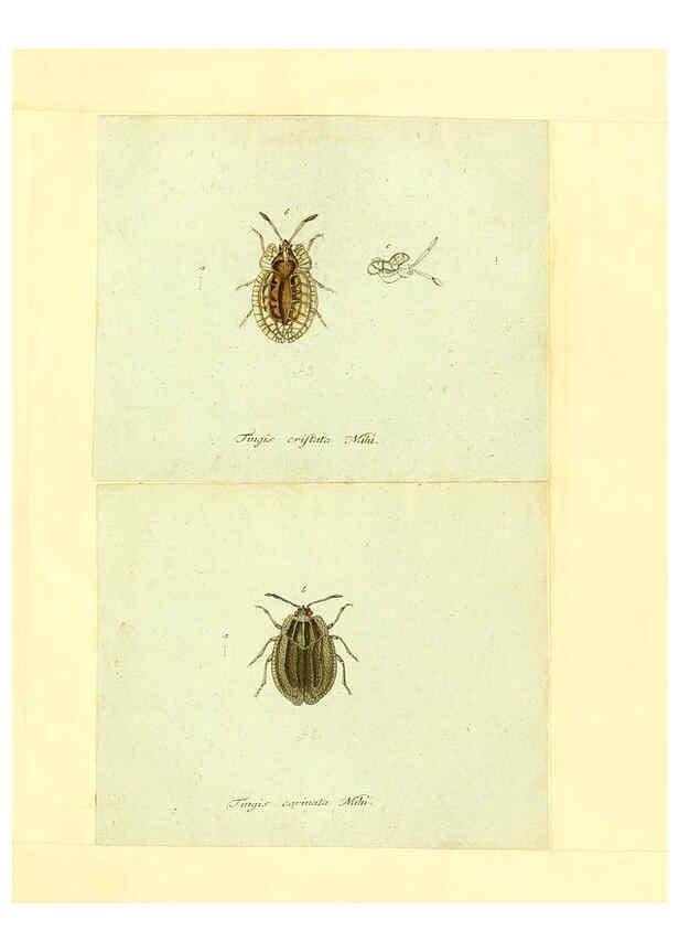 Reproducción/Reproduction 6055747523: Faunae insectorum Germanicae initia Nuremberg :Felsecker,1792-1823 