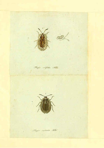 Reproducción/Reproduction 6055747523: Faunae insectorum Germanicae initia Nuremberg :Felsecker,1792-1823 