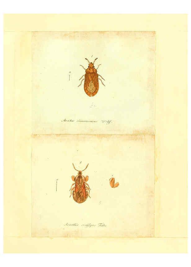 Reproducción/Reproduction 6055747763: Faunae insectorum Germanicae initia Nuremberg :Felsecker,1792-1823 