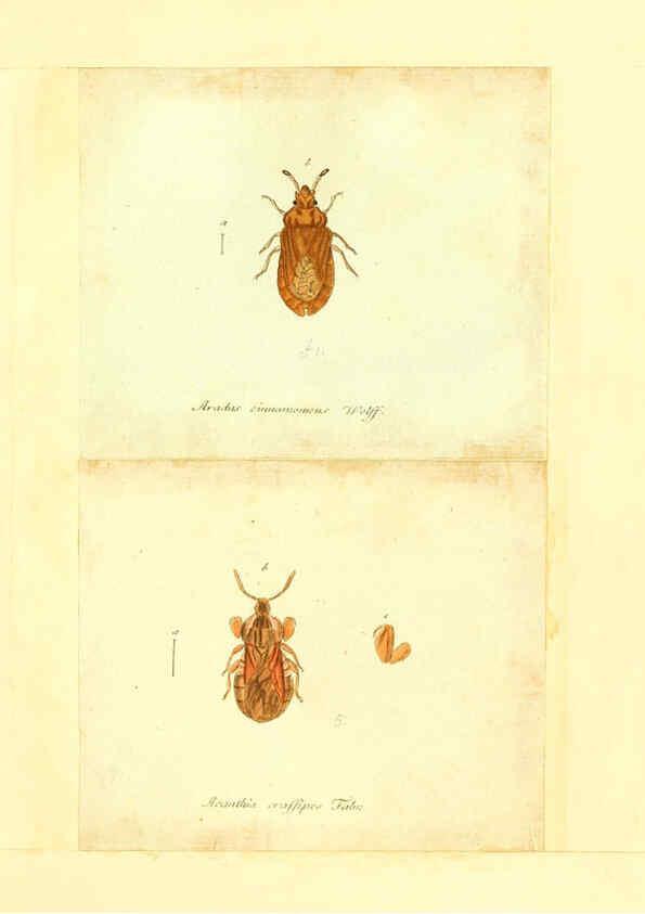 Reproducción/Reproduction 6055747763: Faunae insectorum Germanicae initia Nuremberg :Felsecker,1792-1823 