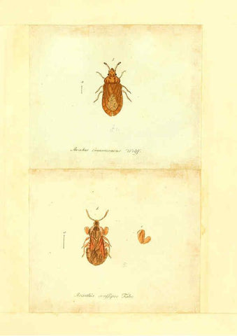 Reproducción/Reproduction 6055747763: Faunae insectorum Germanicae initia Nuremberg :Felsecker,1792-1823 