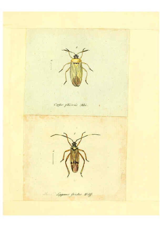 Reproducción/Reproduction 6055748029: Faunae insectorum Germanicae initia Nuremberg :Felsecker,1792-1823 