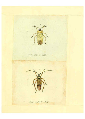 Reproducción/Reproduction 6055748029: Faunae insectorum Germanicae initia Nuremberg :Felsecker,1792-1823 