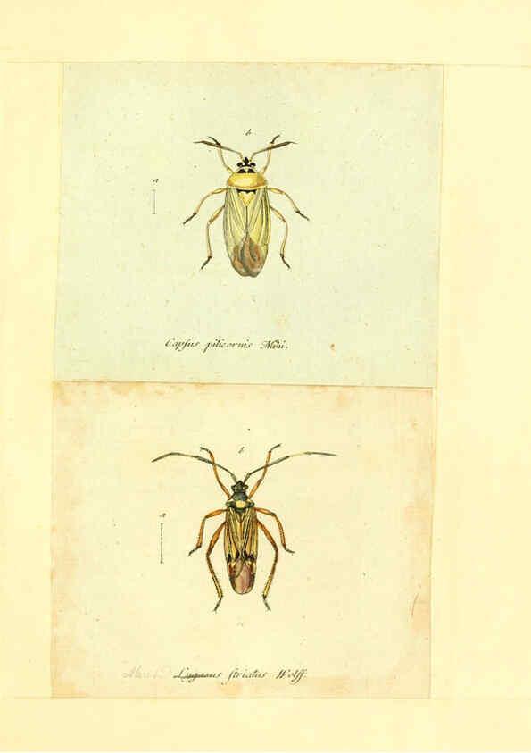 Reproducción/Reproduction 6055748029: Faunae insectorum Germanicae initia Nuremberg :Felsecker,1792-1823 