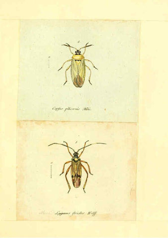Reproducción/Reproduction 6055748029: Faunae insectorum Germanicae initia Nuremberg :Felsecker,1792-1823 