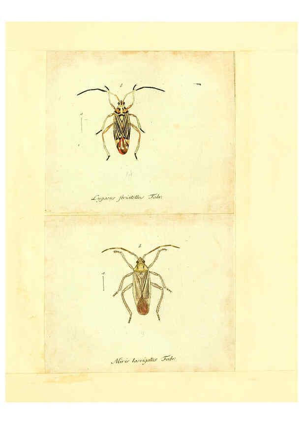 Reproducción/Reproduction 6055749095: Faunae insectorum Germanicae initia Nuremberg :Felsecker,1792-1823 
