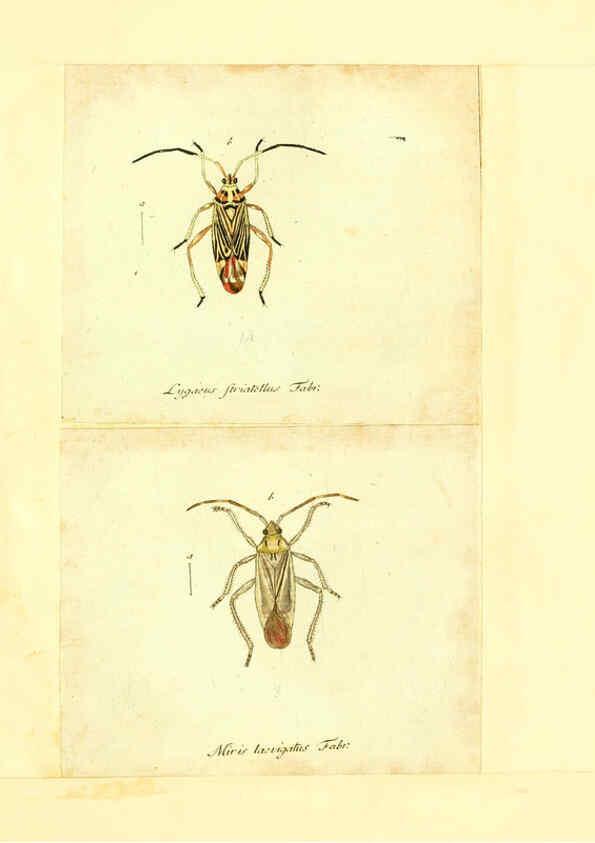 Reproducción/Reproduction 6055749095: Faunae insectorum Germanicae initia Nuremberg :Felsecker,1792-1823 