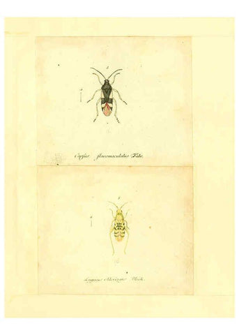 Reproducción/Reproduction 6055749323: Faunae insectorum Germanicae initia Nuremberg :Felsecker,1792-1823 