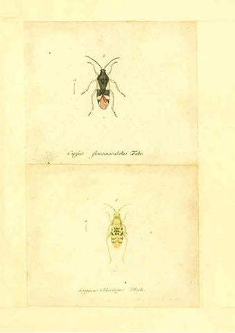 Reproducción/Reproduction 6055749323: Faunae insectorum Germanicae initia Nuremberg :Felsecker,1792-1823 