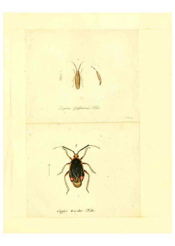 Reproducción/Reproduction 6055749613: Faunae insectorum Germanicae initia Nuremberg :Felsecker,1792-1823 