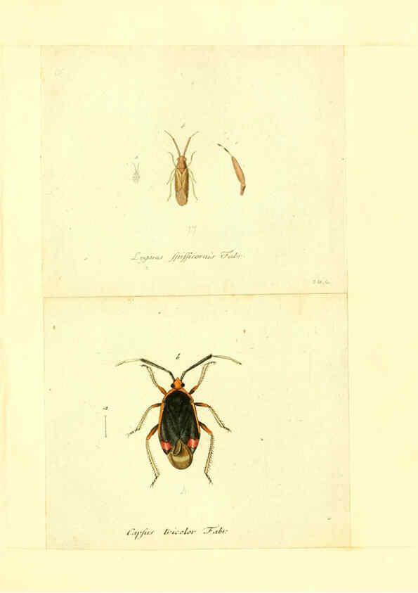 Reproducción/Reproduction 6055749613: Faunae insectorum Germanicae initia Nuremberg :Felsecker,1792-1823 
