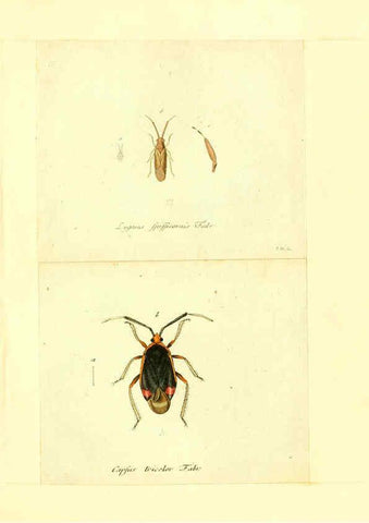 Reproducción/Reproduction 6055749613: Faunae insectorum Germanicae initia Nuremberg :Felsecker,1792-1823 