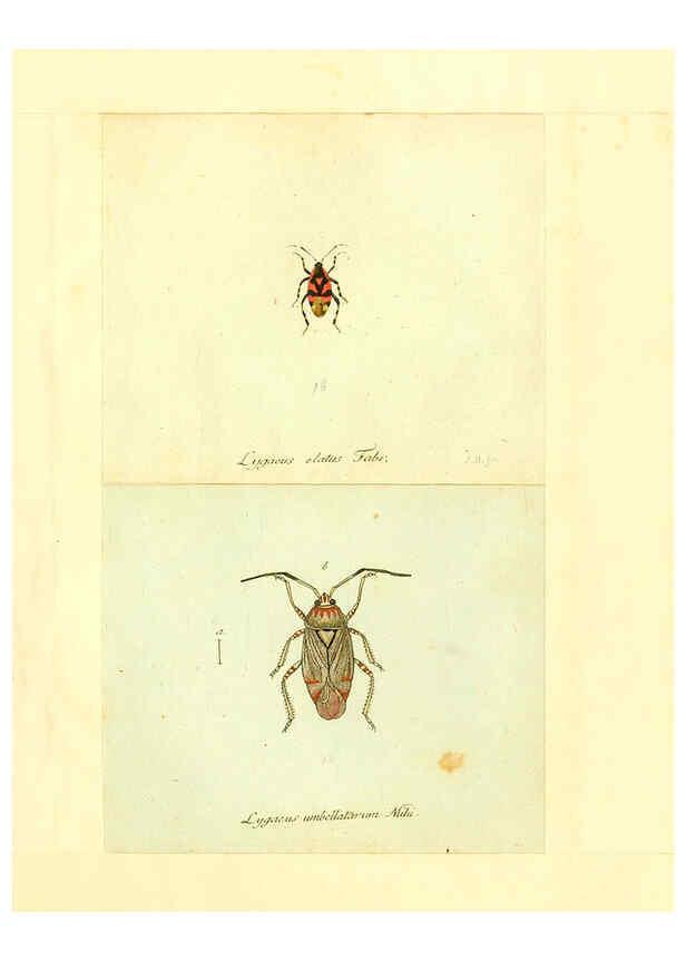 Reproducción/Reproduction 6055749841: Faunae insectorum Germanicae initia Nuremberg :Felsecker,1792-1823 