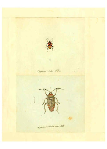 Reproducción/Reproduction 6055749841: Faunae insectorum Germanicae initia Nuremberg :Felsecker,1792-1823 