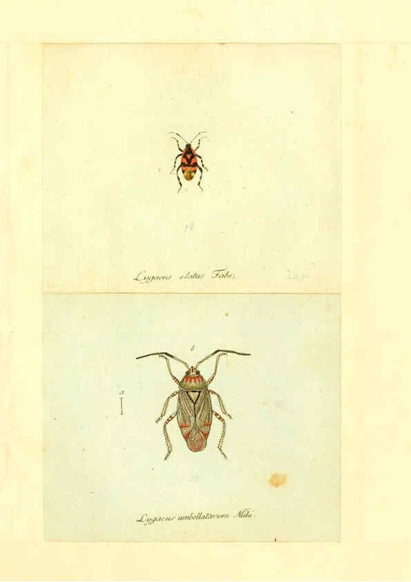 Reproducción/Reproduction 6055749841: Faunae insectorum Germanicae initia Nuremberg :Felsecker,1792-1823 