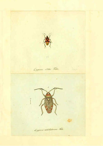 Reproducción/Reproduction 6055749841: Faunae insectorum Germanicae initia Nuremberg :Felsecker,1792-1823 