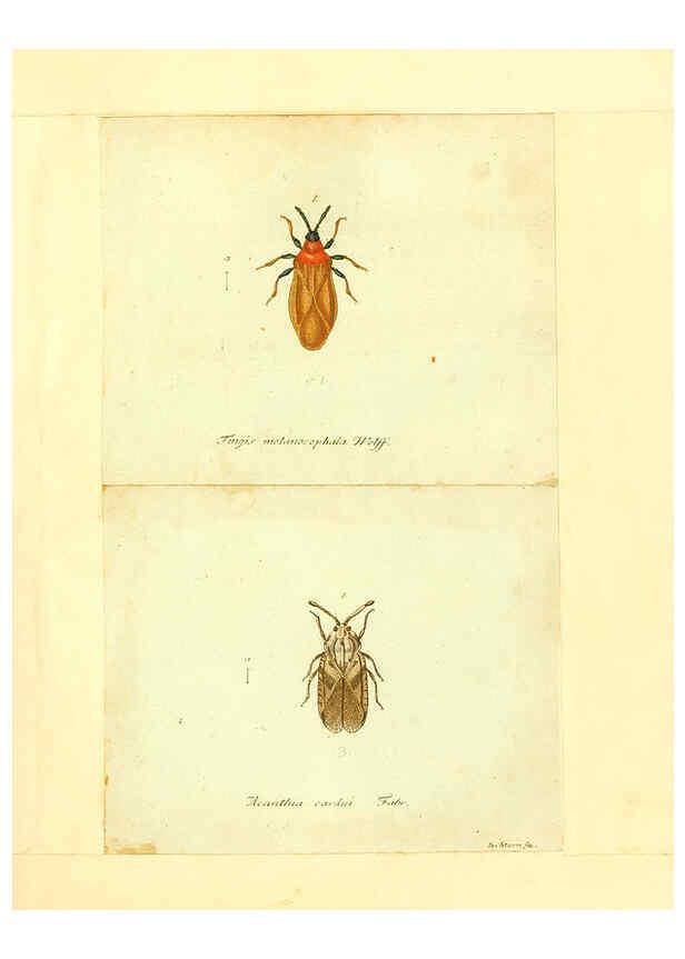 Reproducción/Reproduction 6056293774: Faunae insectorum Germanicae initia Nuremberg :Felsecker,1792-1823 