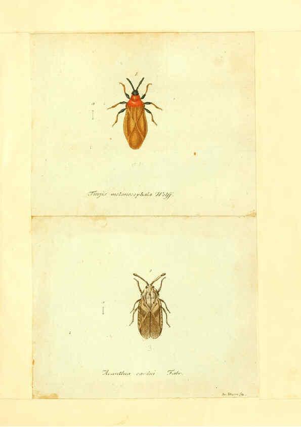 Reproducción/Reproduction 6056293774: Faunae insectorum Germanicae initia Nuremberg :Felsecker,1792-1823 