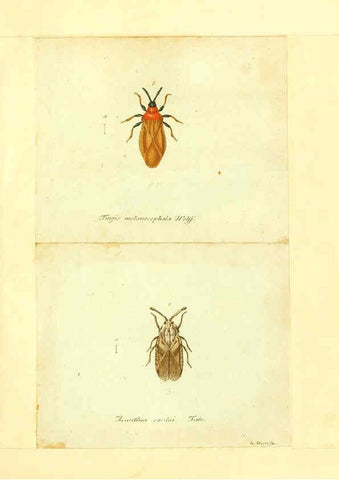 Reproducción/Reproduction 6056293774: Faunae insectorum Germanicae initia Nuremberg :Felsecker,1792-1823 