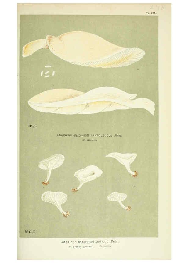 Reproducción/Reproduction 6056234326: Illustrations of British fungi (Hymenomycetes) London,Williams and Norgate,1881-91