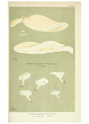 Reproducción/Reproduction 6056234326: Illustrations of British fungi (Hymenomycetes) London,Williams and Norgate,1881-91