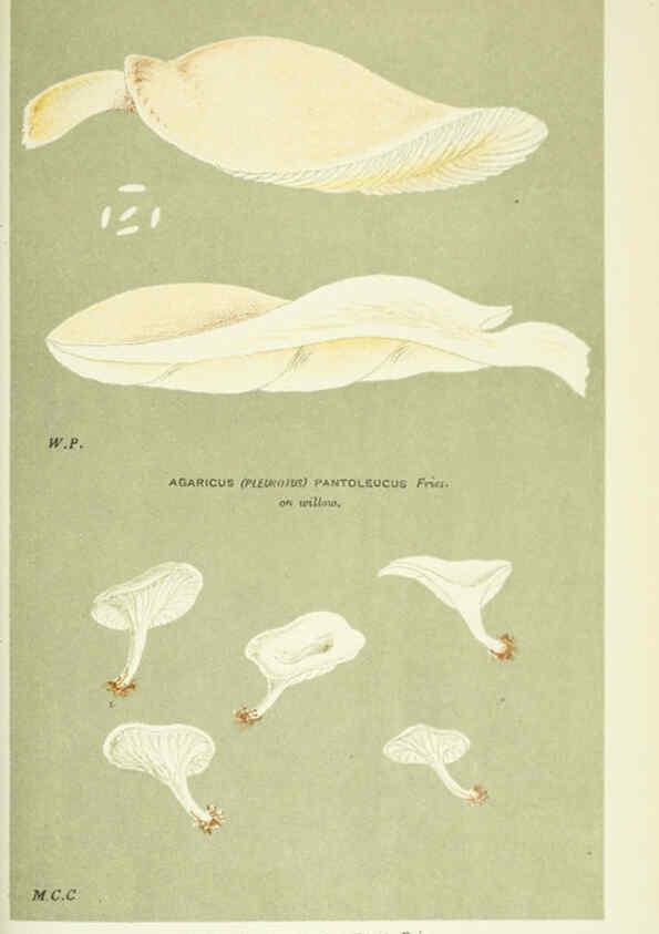 Reproducción/Reproduction 6056234326: Illustrations of British fungi (Hymenomycetes) London,Williams and Norgate,1881-91