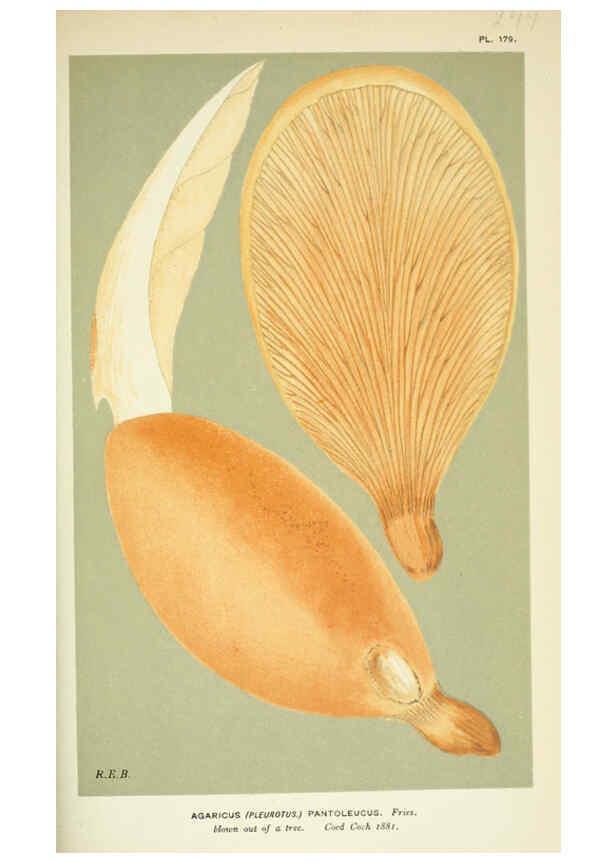 Reproducción/Reproduction 6055686979: Illustrations of British fungi (Hymenomycetes) London,Williams and Norgate,1881-91
